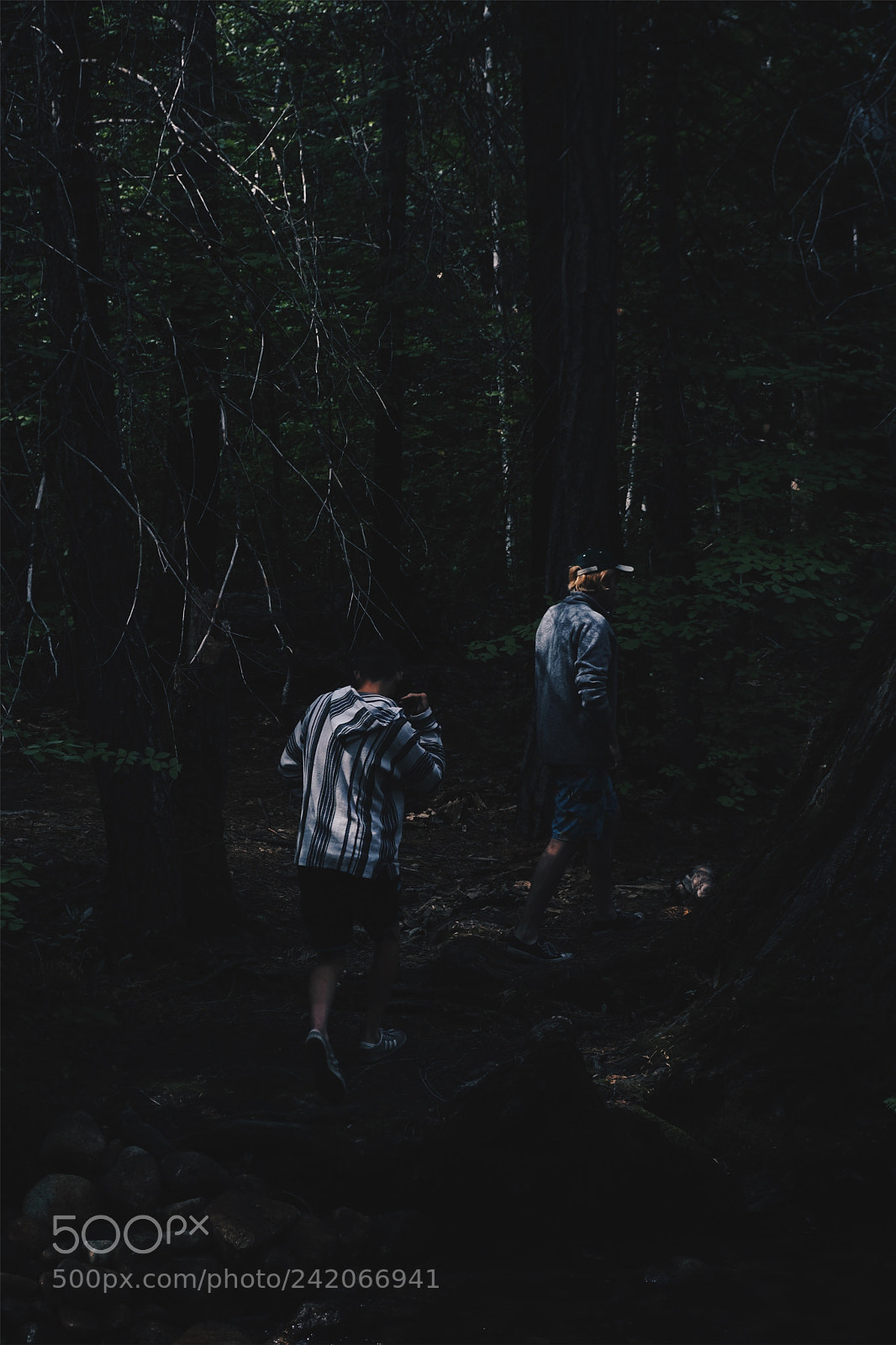 Sony a6300 sample photo. Forest immersion photography