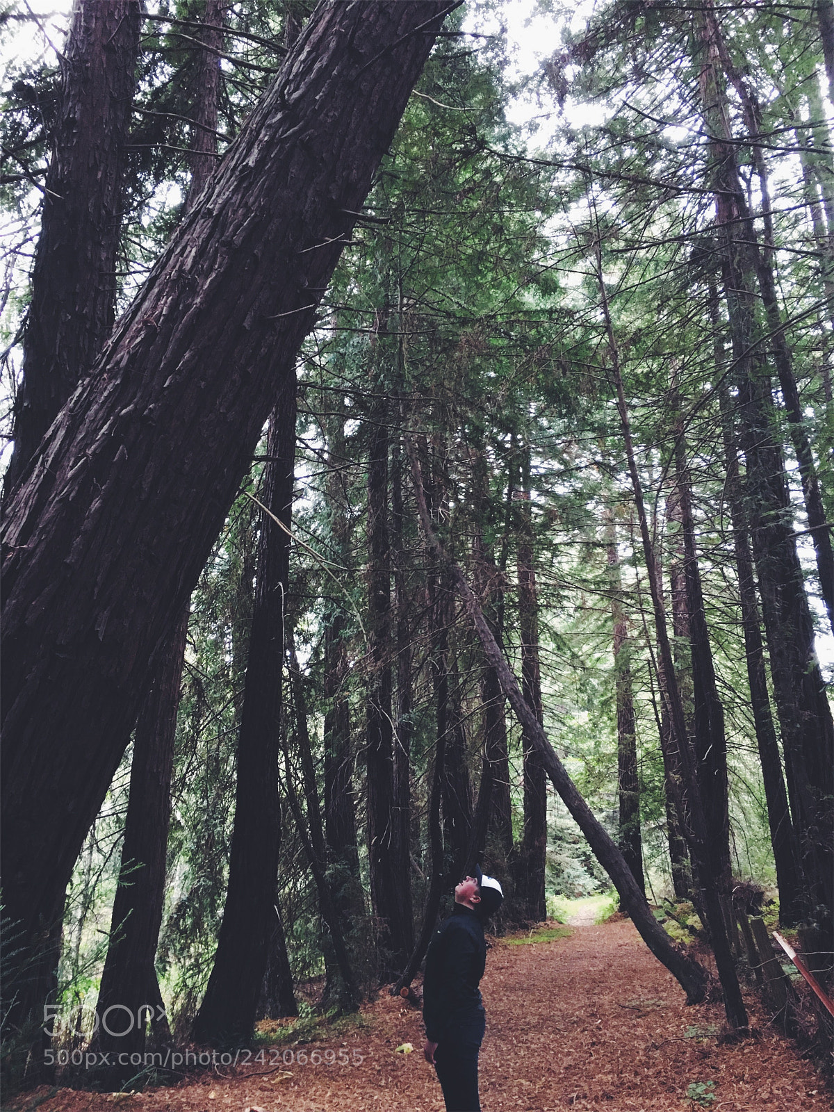 Apple iPhone 6s sample photo. Dwarfed by nature photography