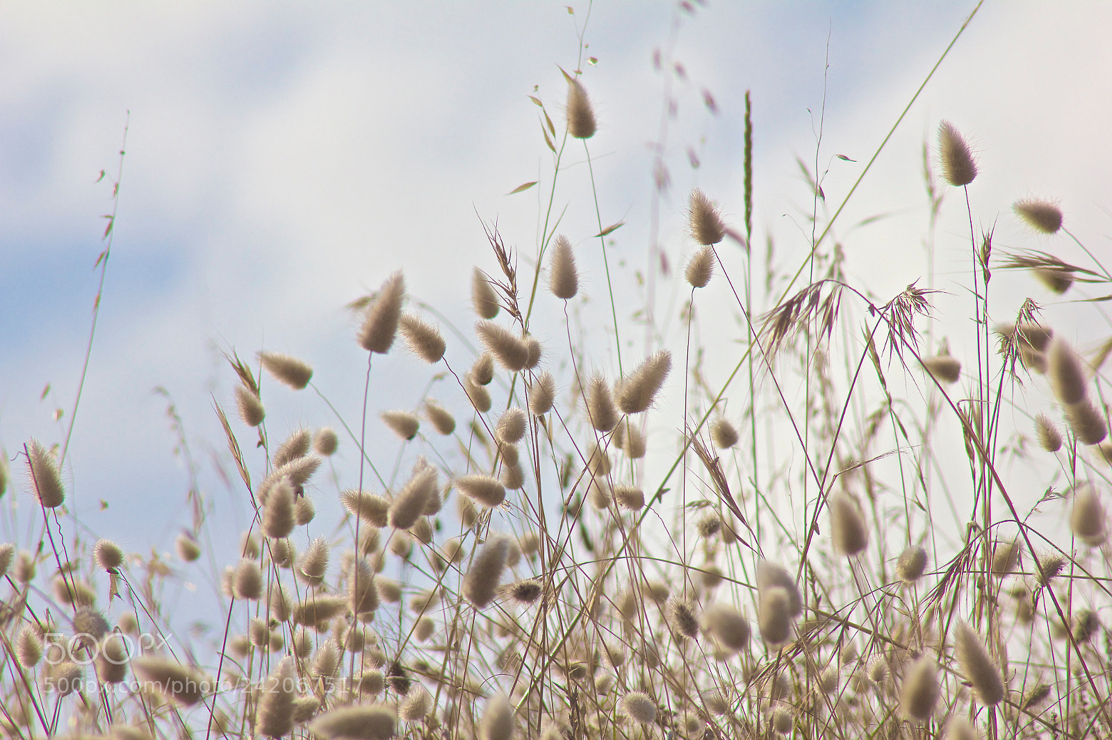 Canon EOS 550D (EOS Rebel T2i / EOS Kiss X4) sample photo. Flore photography