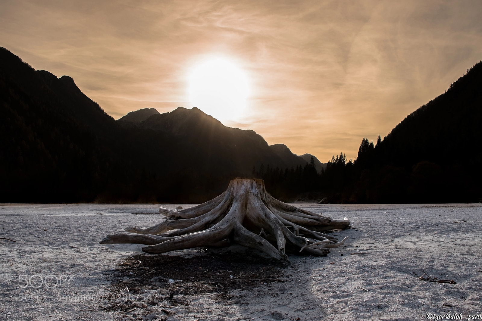 Nikon D5500 sample photo. Lonely stump photography