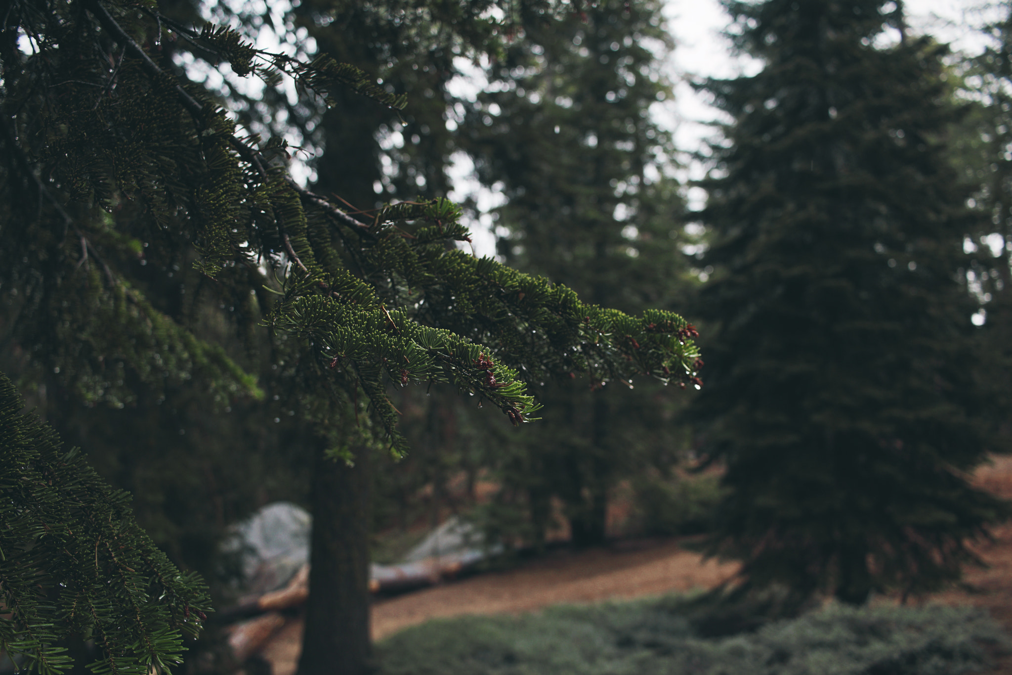 Sony a6300 + Canon EF-S 24mm F2.8 STM sample photo. Sequoia in early january photography