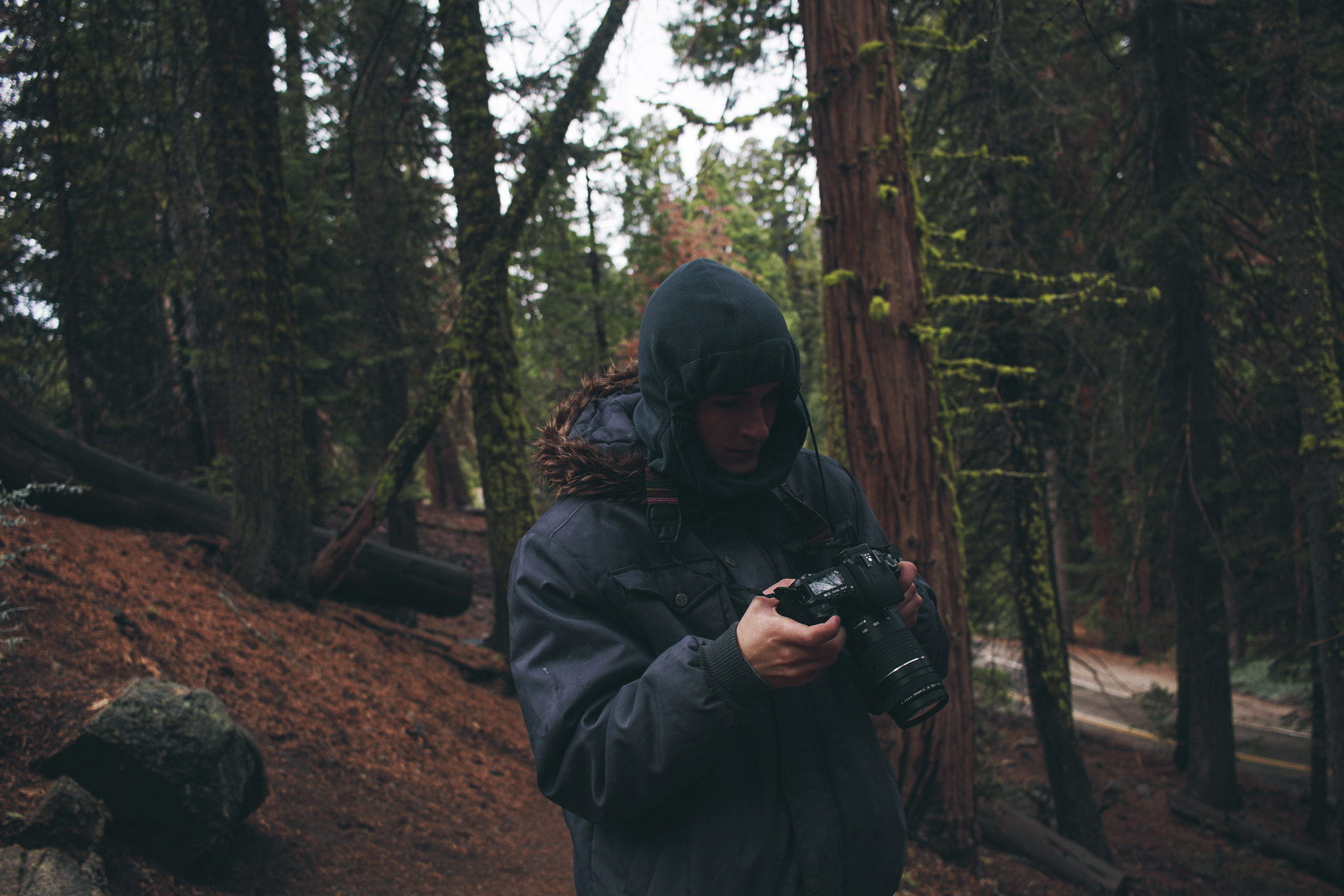 Sony a6300 + Canon EF-S 24mm F2.8 STM sample photo. Sequoia in early january photography