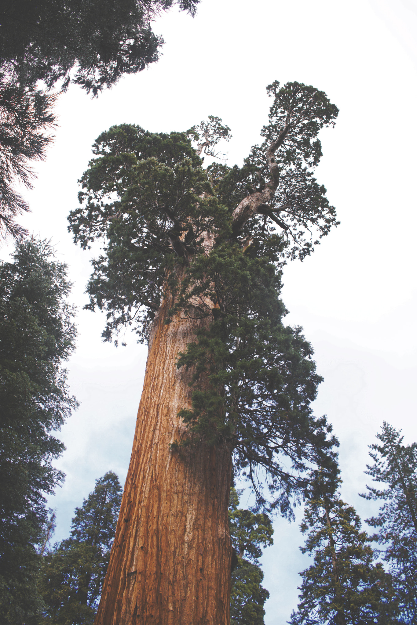 Sony a6300 + Canon EF-S 24mm F2.8 STM sample photo. Sequoia in early january photography