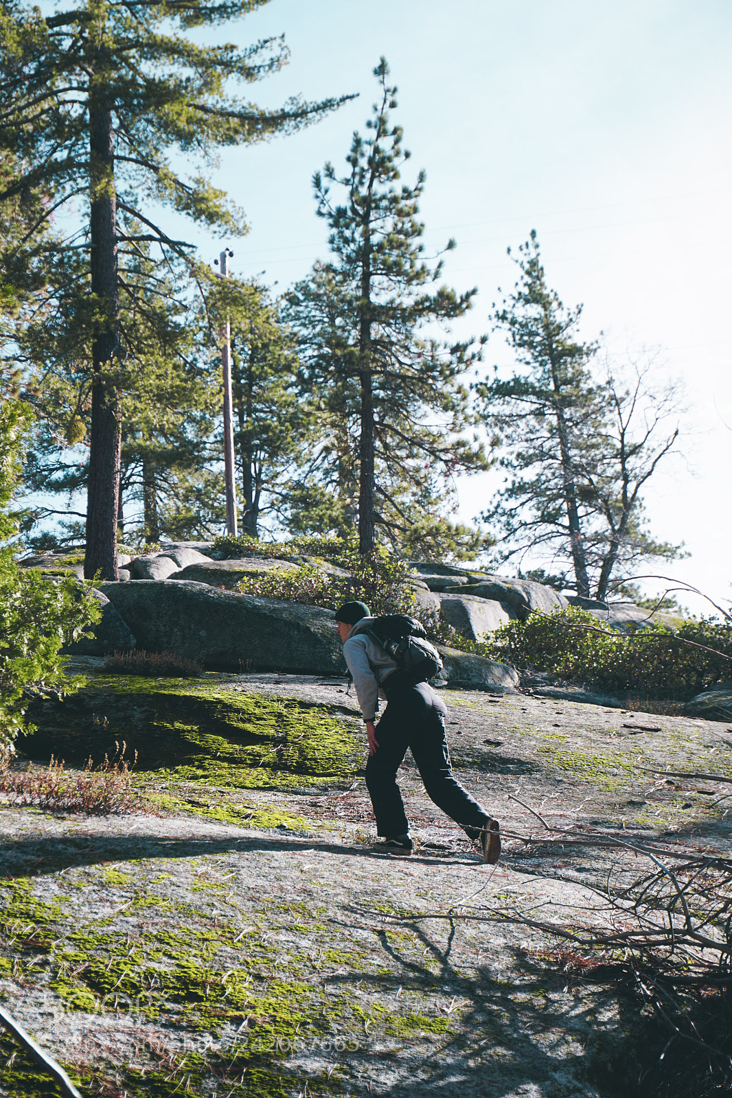 Sony a6300 sample photo. Sequoia in early january photography