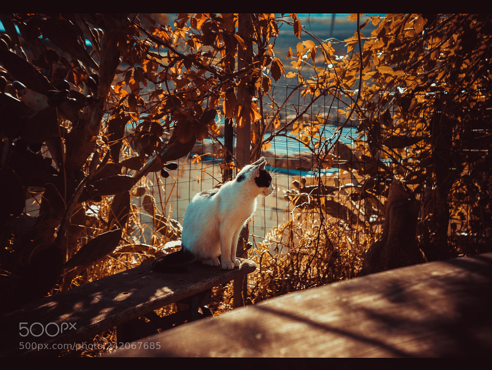 Panasonic Lumix DMC-LX100 sample photo. Cat photography