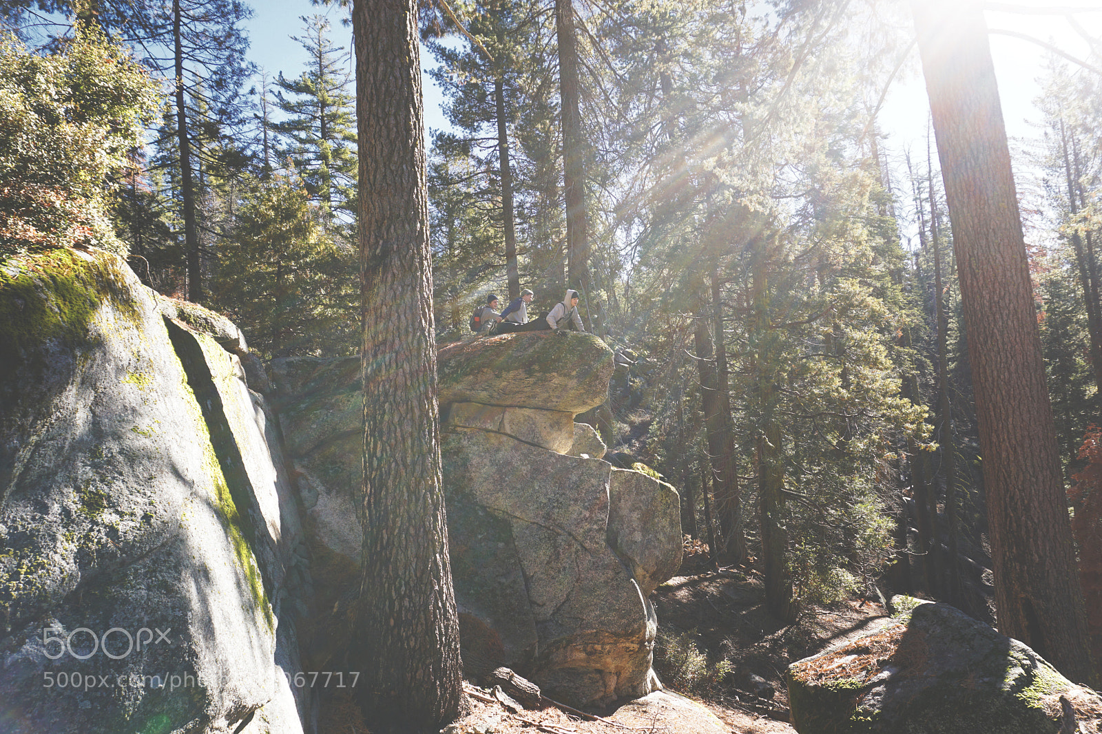 Sony a6300 sample photo. Sequoia in early january photography