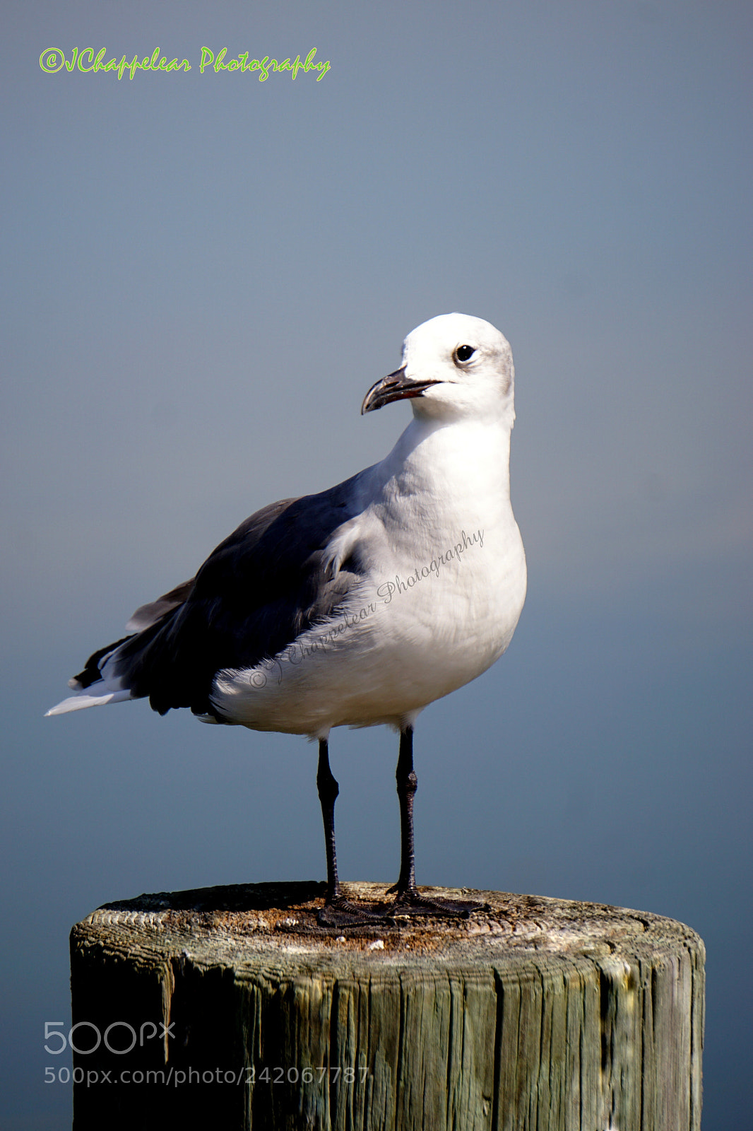 Sony E 55-210mm F4.5-6.3 OSS sample photo. The dock roost photography
