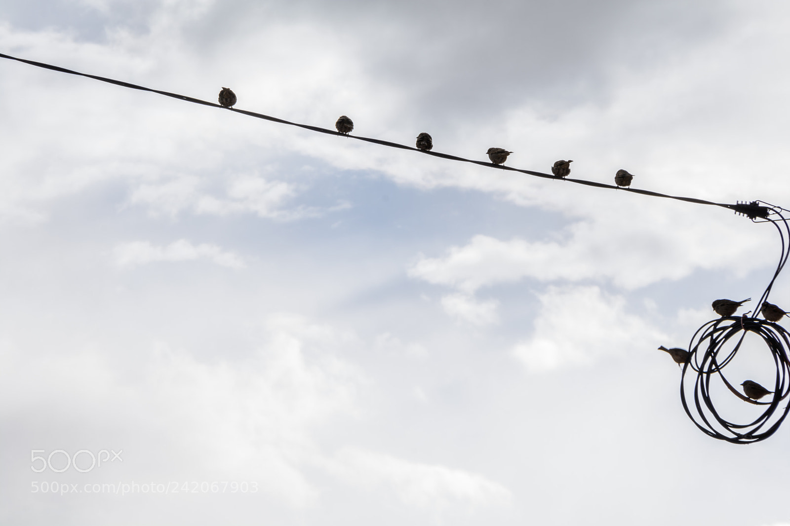 Nikon D7100 sample photo. Ten little birbs photography