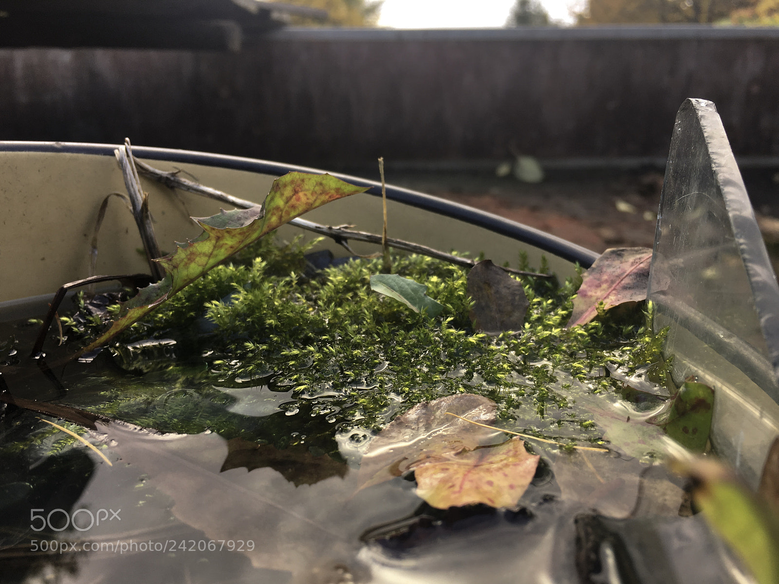 Apple iPhone 6s sample photo. Pot of elements photography