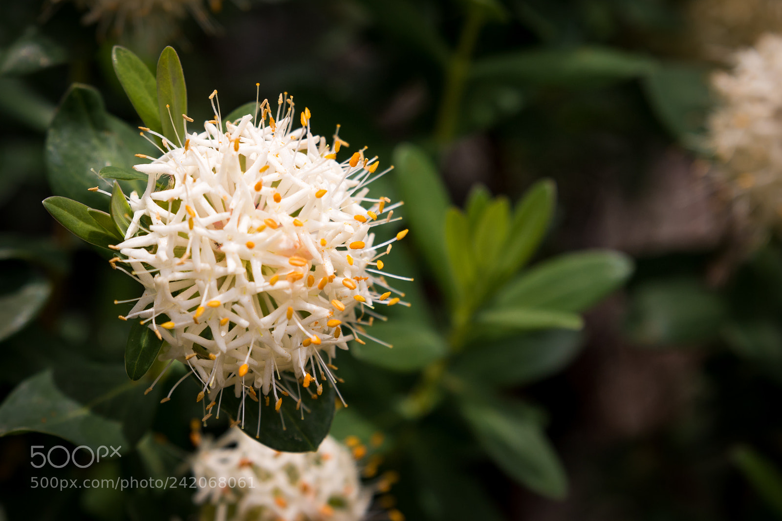 Canon EOS 7D Mark II sample photo. Mountain flower photography