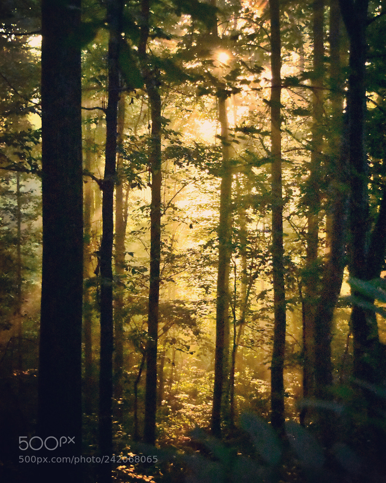 Nikon D7200 sample photo. Morning sunshine photography