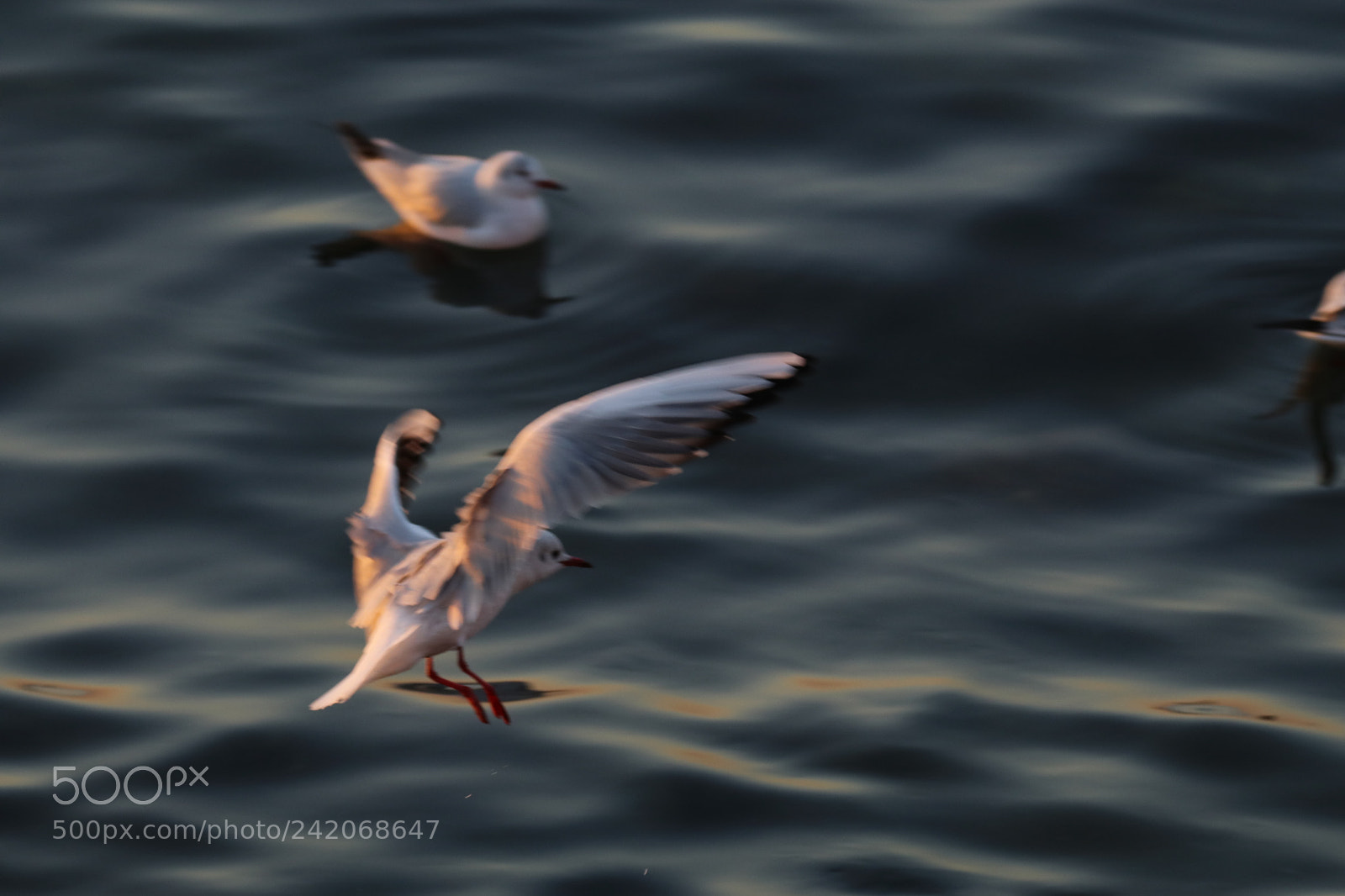 Tamron SP 150-600mm F5-6.3 Di VC USD sample photo. 降落land photography