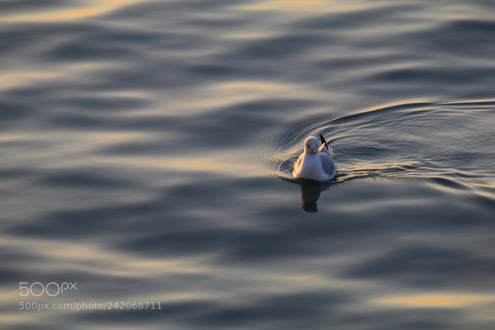 Tamron SP 150-600mm F5-6.3 Di VC USD sample photo. Advance by a roundabout photography