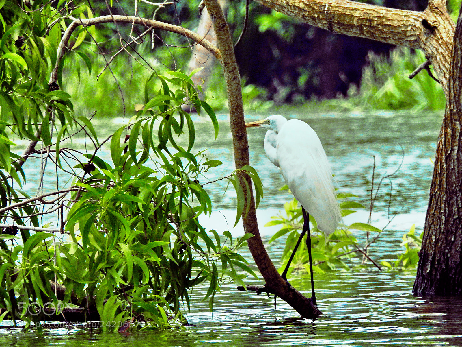 Nikon Coolpix P900 sample photo. Egret photography