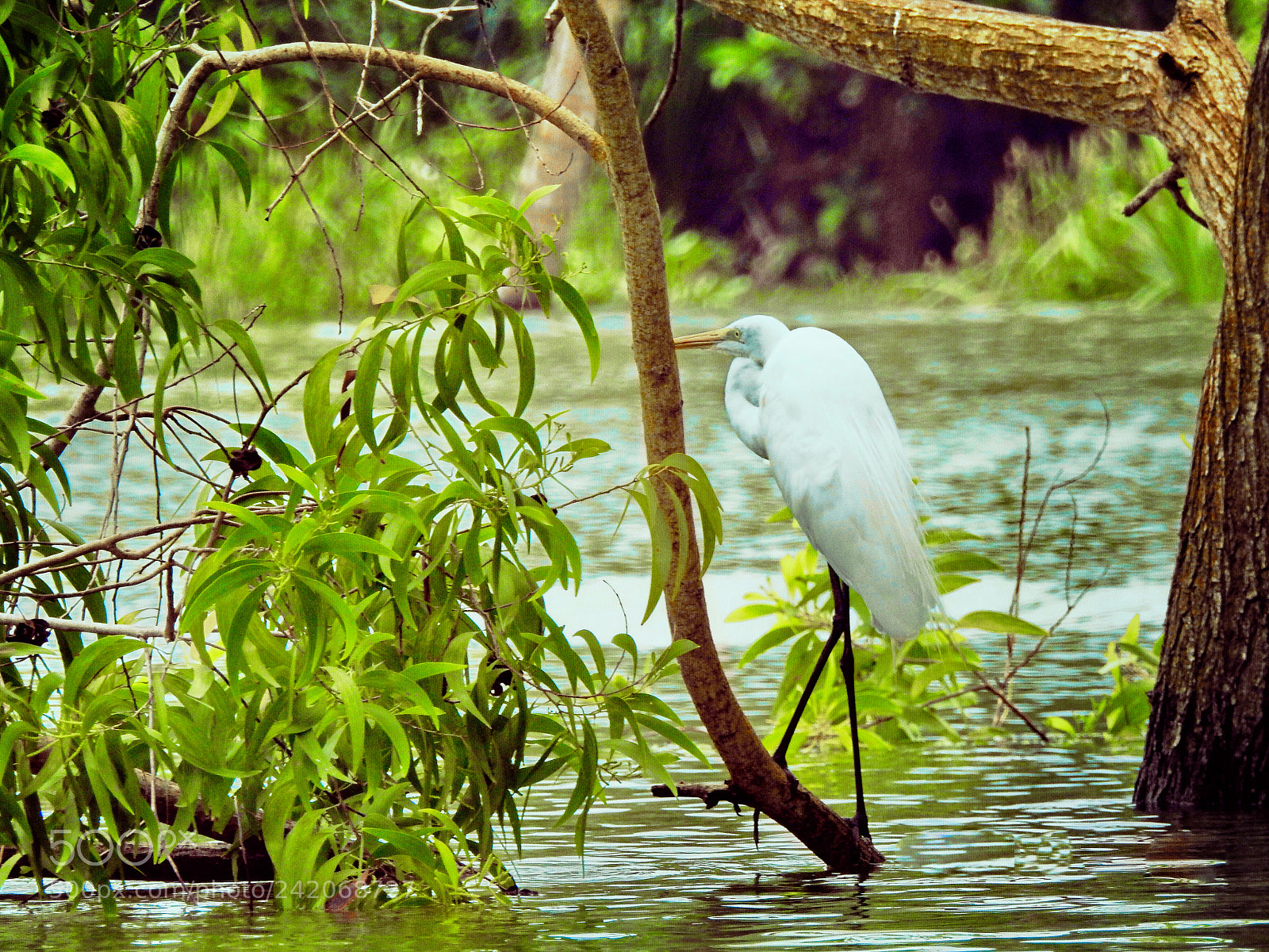 Nikon Coolpix P900 sample photo. Egret photography