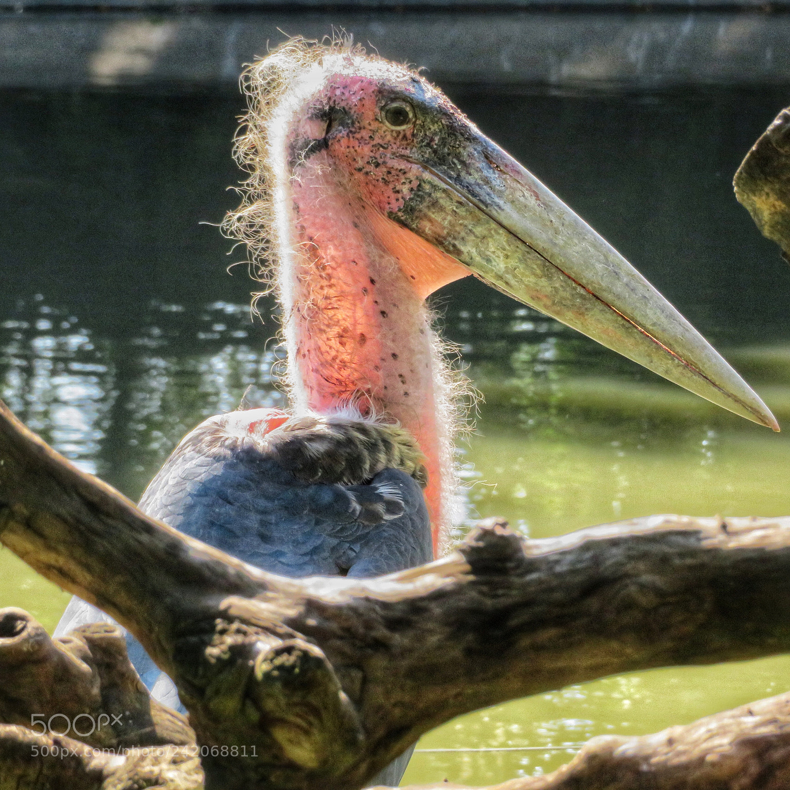 Canon PowerShot SX720 HS sample photo. Marabou photography