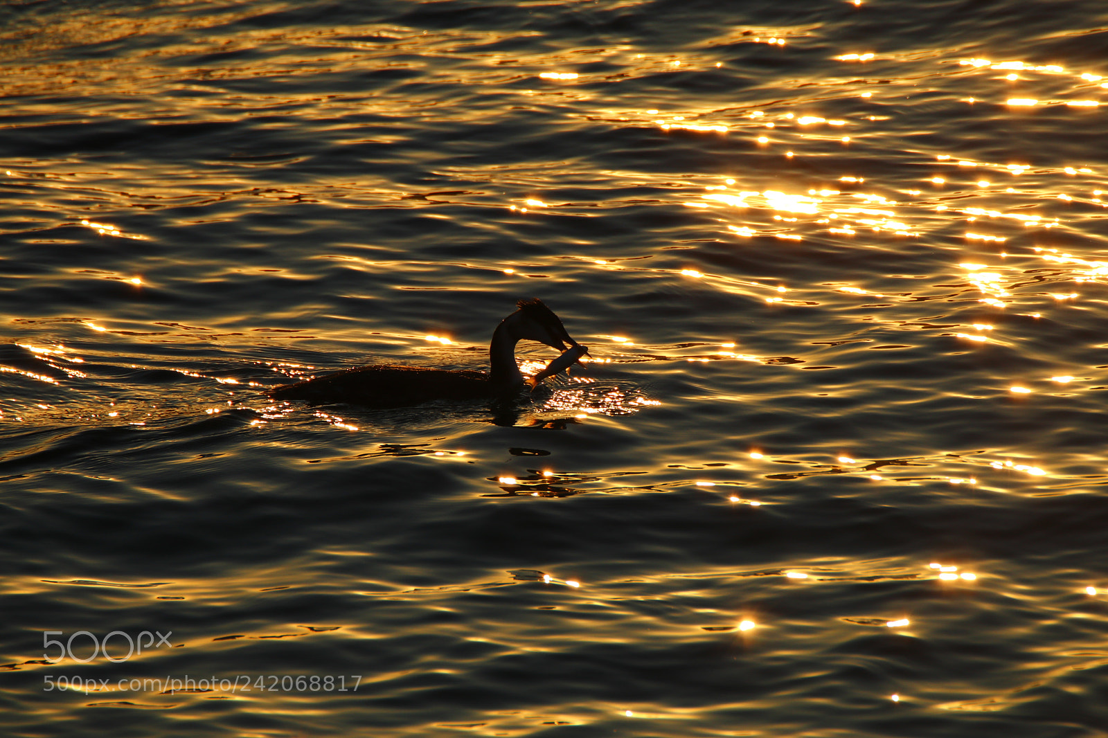 Tamron SP 150-600mm F5-6.3 Di VC USD sample photo. Water birds that catch photography