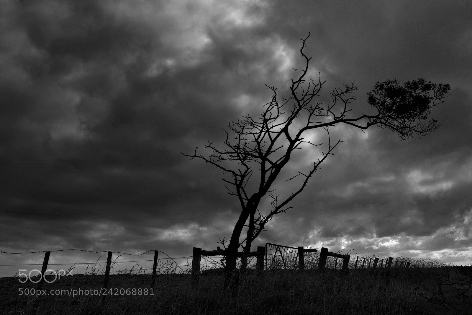 Pentax K-5 sample photo. The lonelytree photography