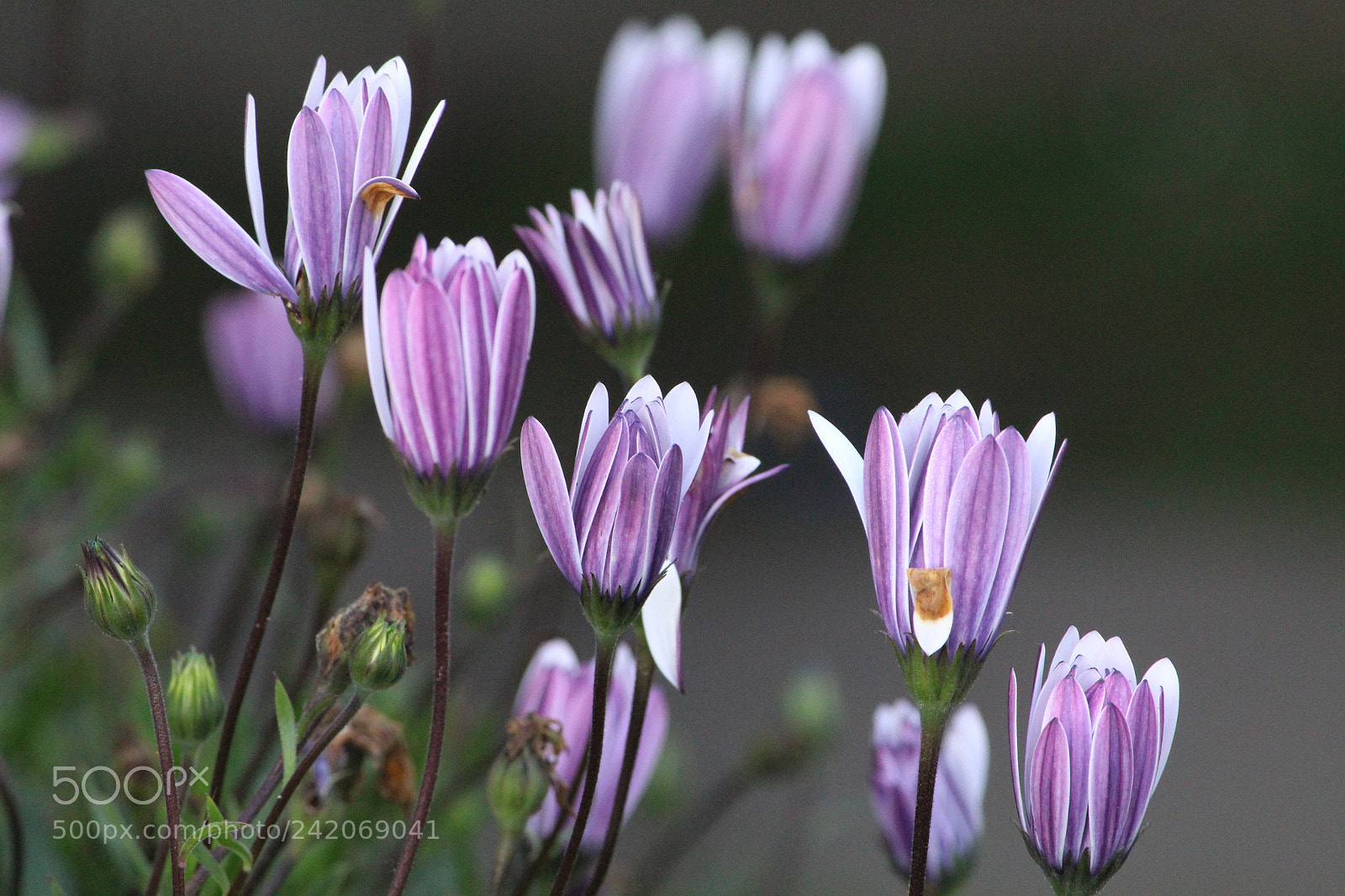 Canon EF-S 55-250mm F4-5.6 IS II sample photo. Bunch of bliss photography