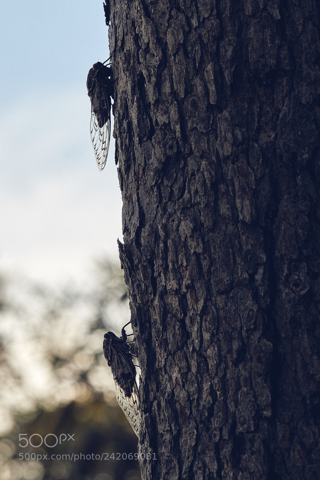 Canon EOS 7D Mark II sample photo. Cicadas in full force photography