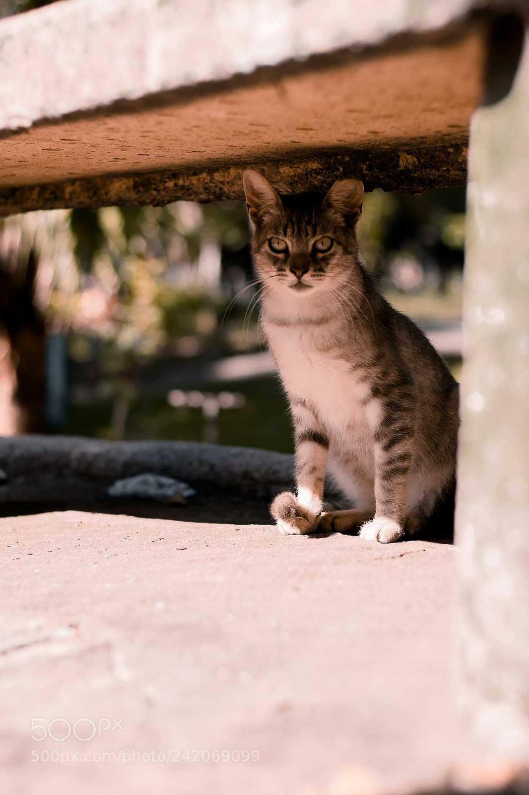 Canon EOS M3 sample photo. Feline.1 photography