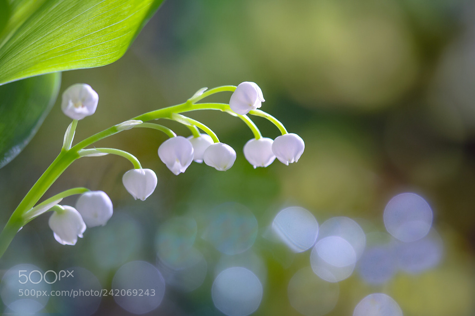 Canon EOS 760D (EOS Rebel T6s / EOS 8000D) sample photo. Flower bells tinkling photography