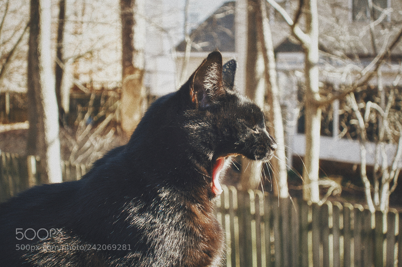 Sony Cyber-shot DSC-RX100 II sample photo. Cat was yawning when photography