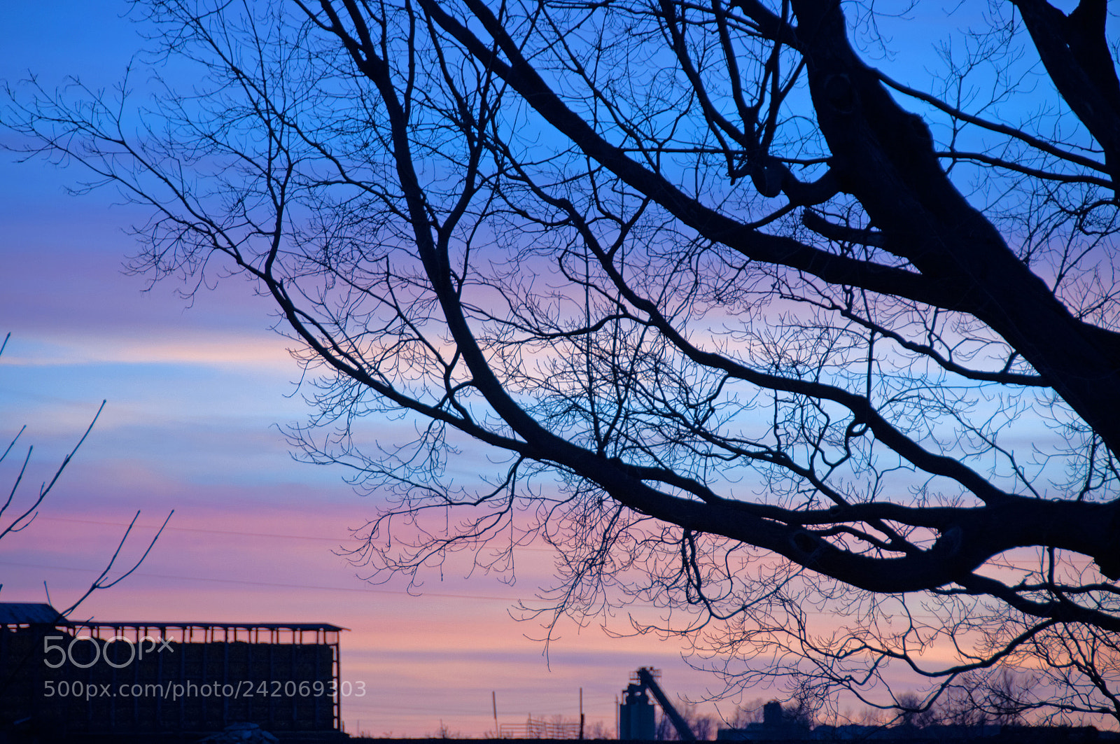 Nikon D90 sample photo. Tree in the sunset photography