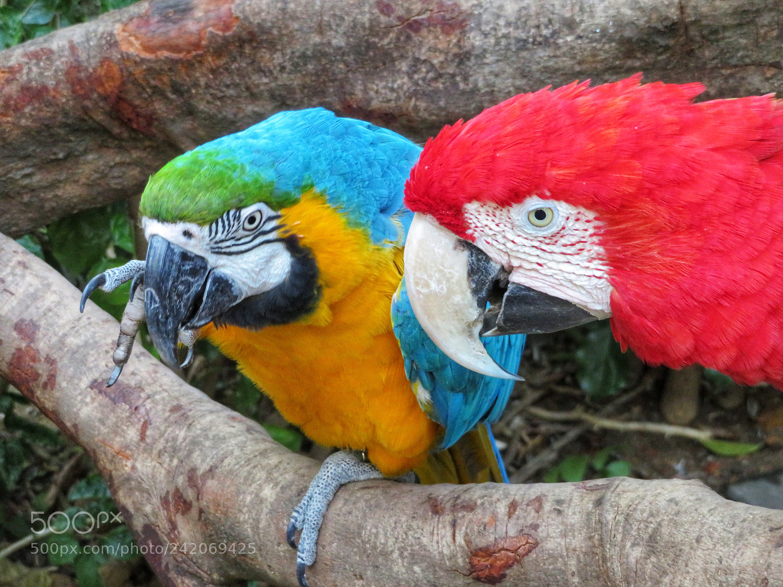 Canon PowerShot SX720 HS sample photo. Scheming macaws photography