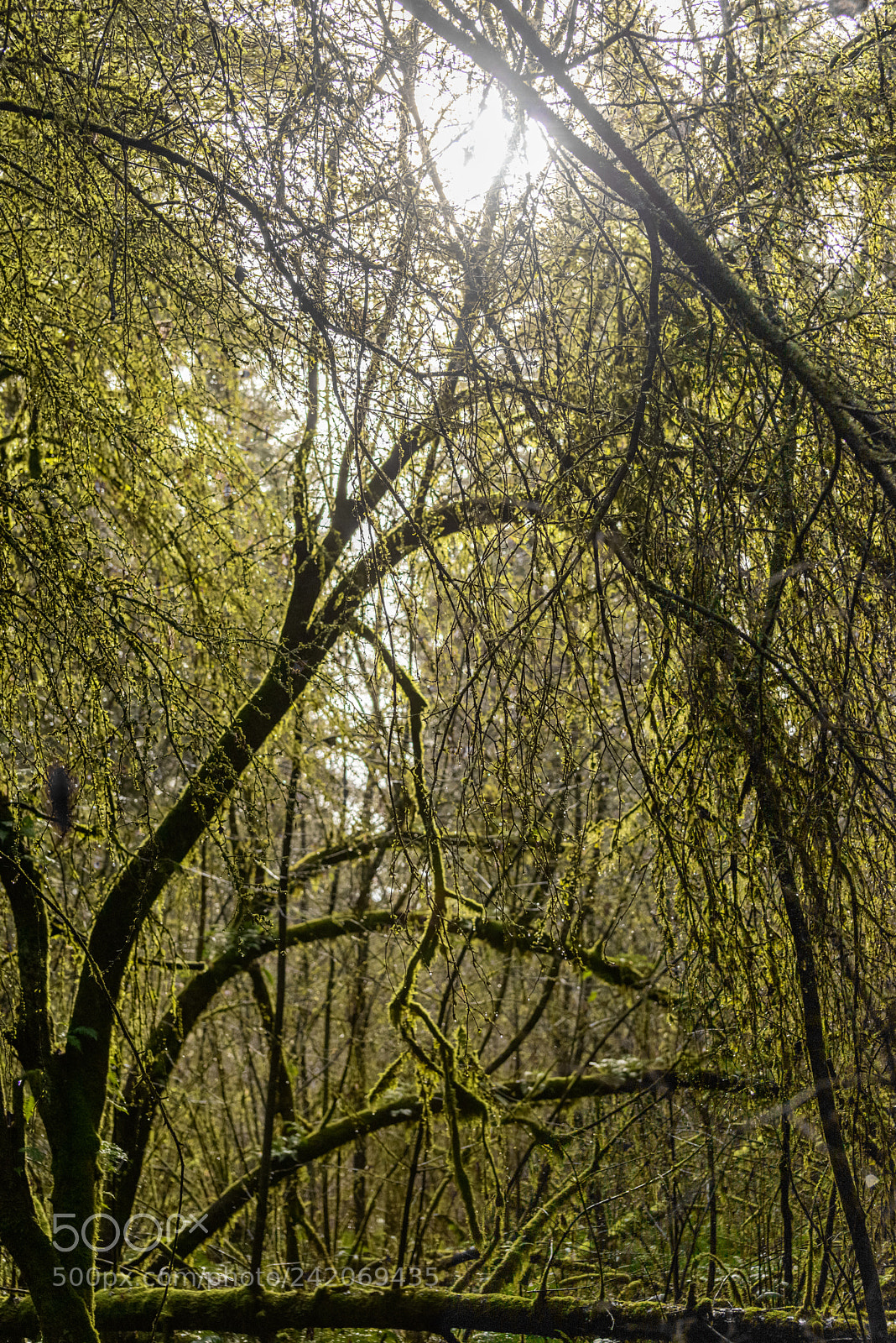 Nikon D800 sample photo. Mossy photography