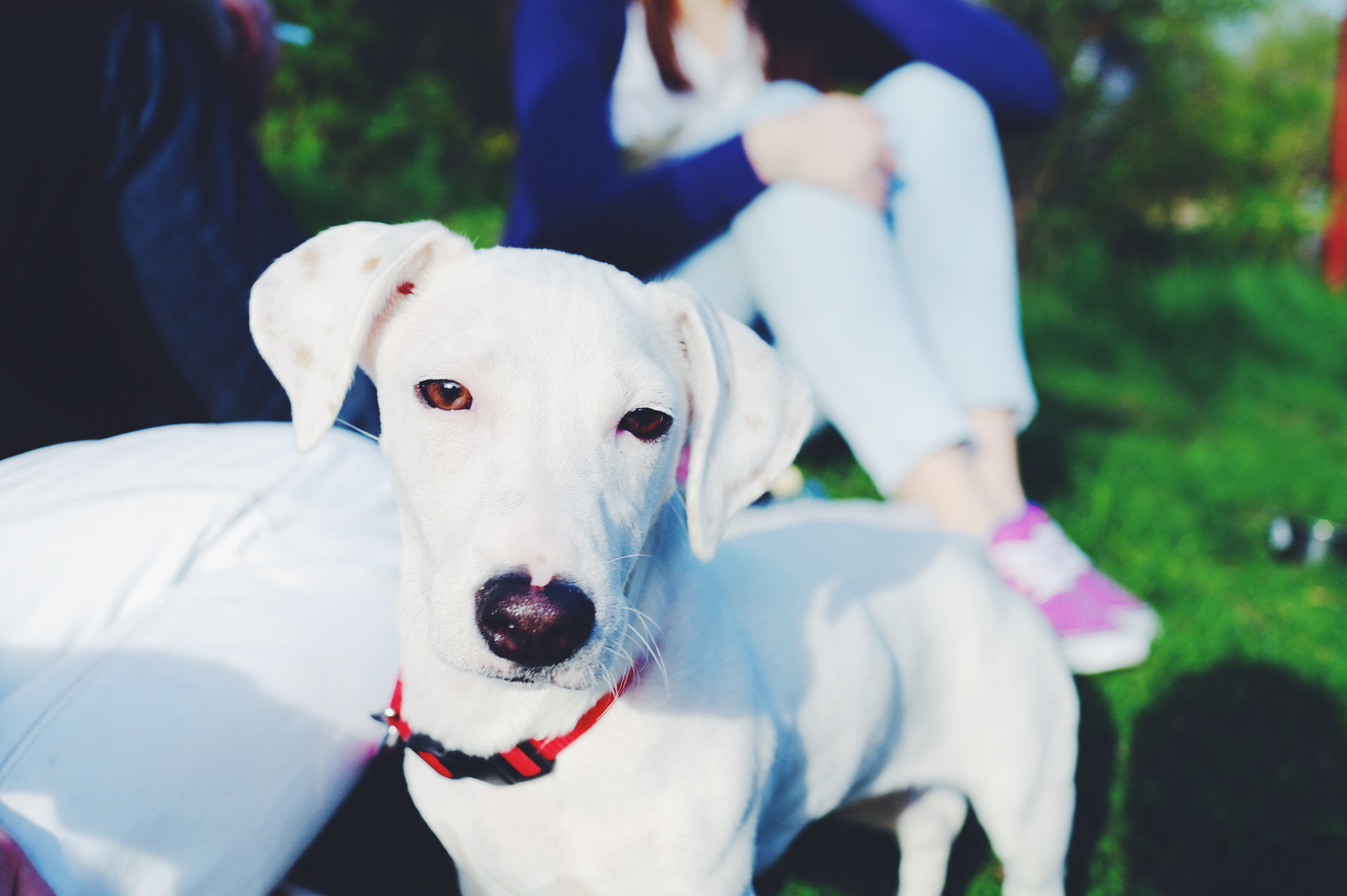 Samsung NX10 sample photo. My dog luna) photography