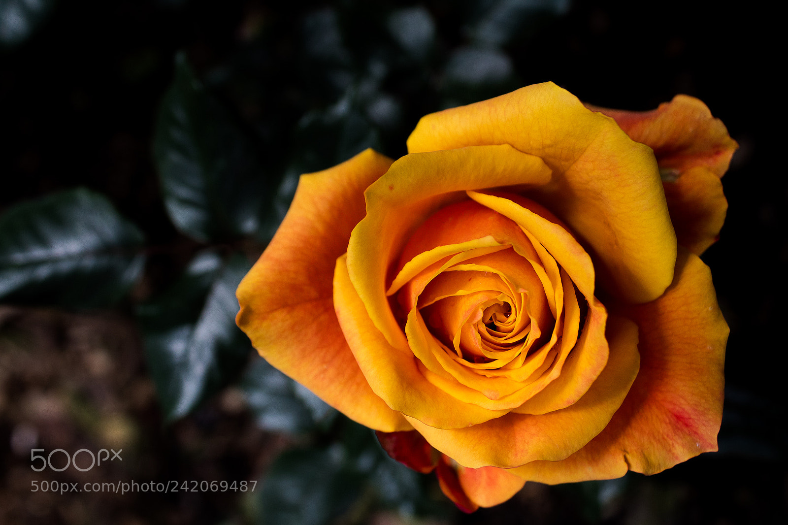 Canon EOS 1300D (EOS Rebel T6 / EOS Kiss X80) sample photo. A yellow flower photography
