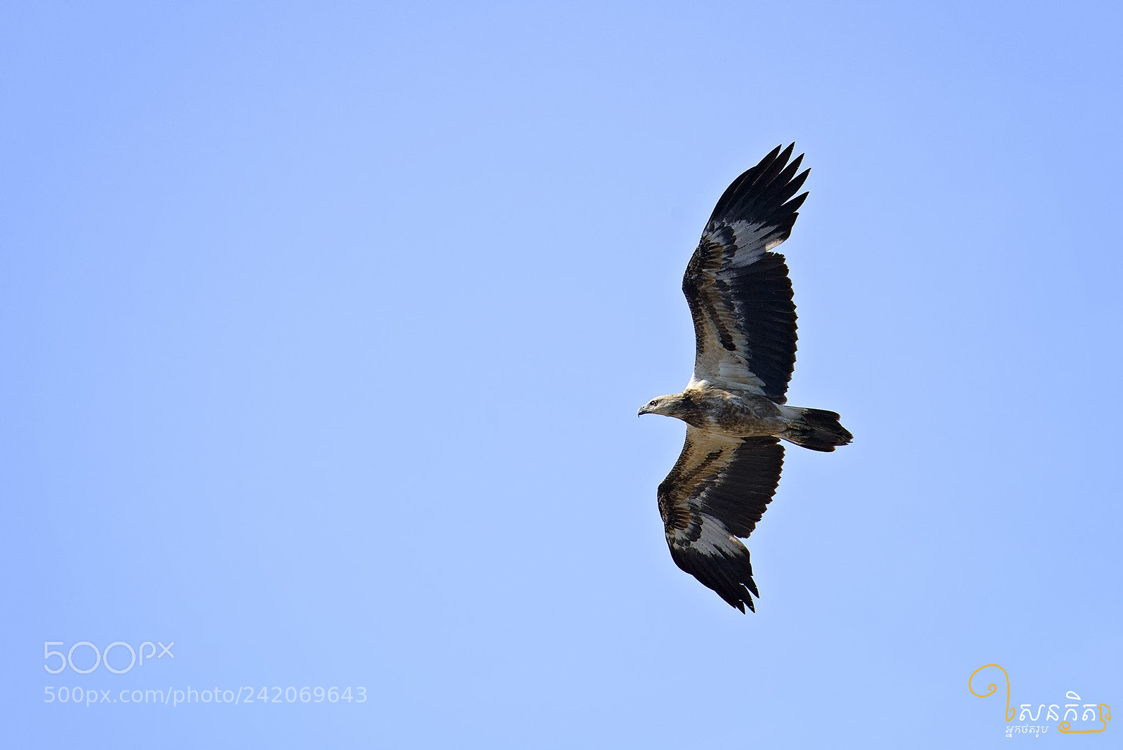 Nikon D810 sample photo. White bellied sea eagle photography