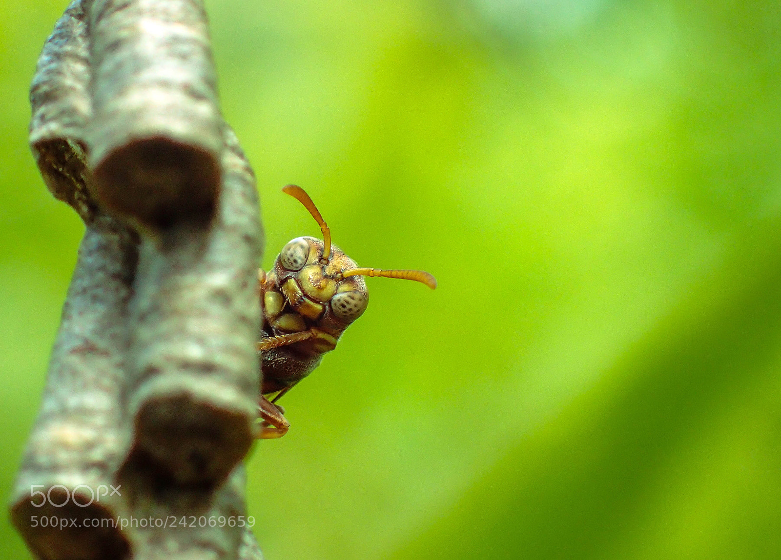 Olympus TG-4 sample photo. Peeping wasp photography