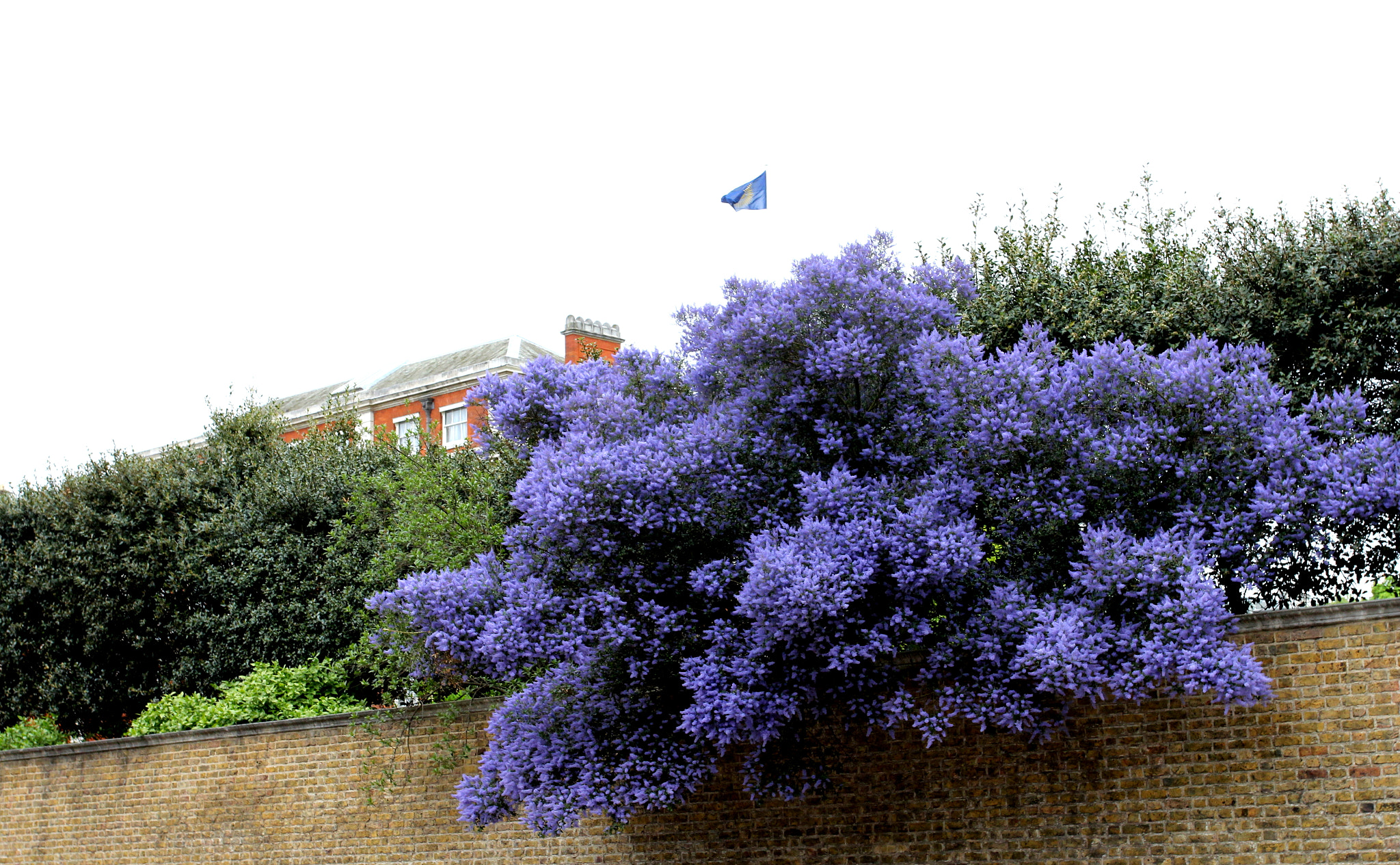 Canon EOS 60D + Canon EF 17-40mm F4L USM sample photo. The blue tree photography