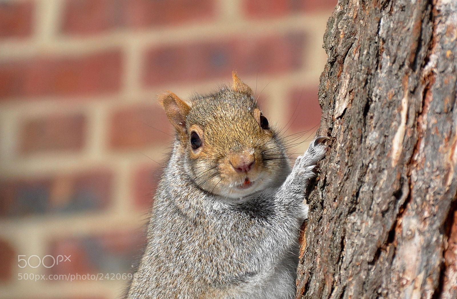Nikon D5000 sample photo. Squirrel photography