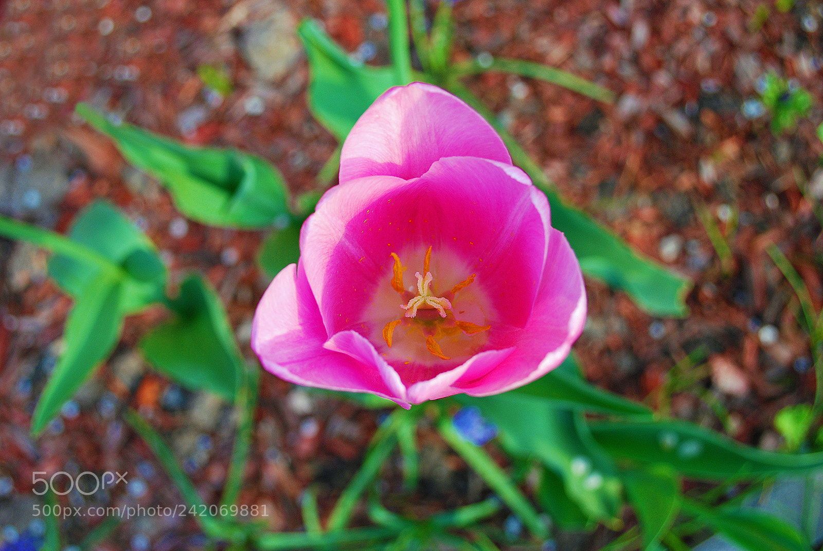 Nikon D60 sample photo. Pink tulip photography