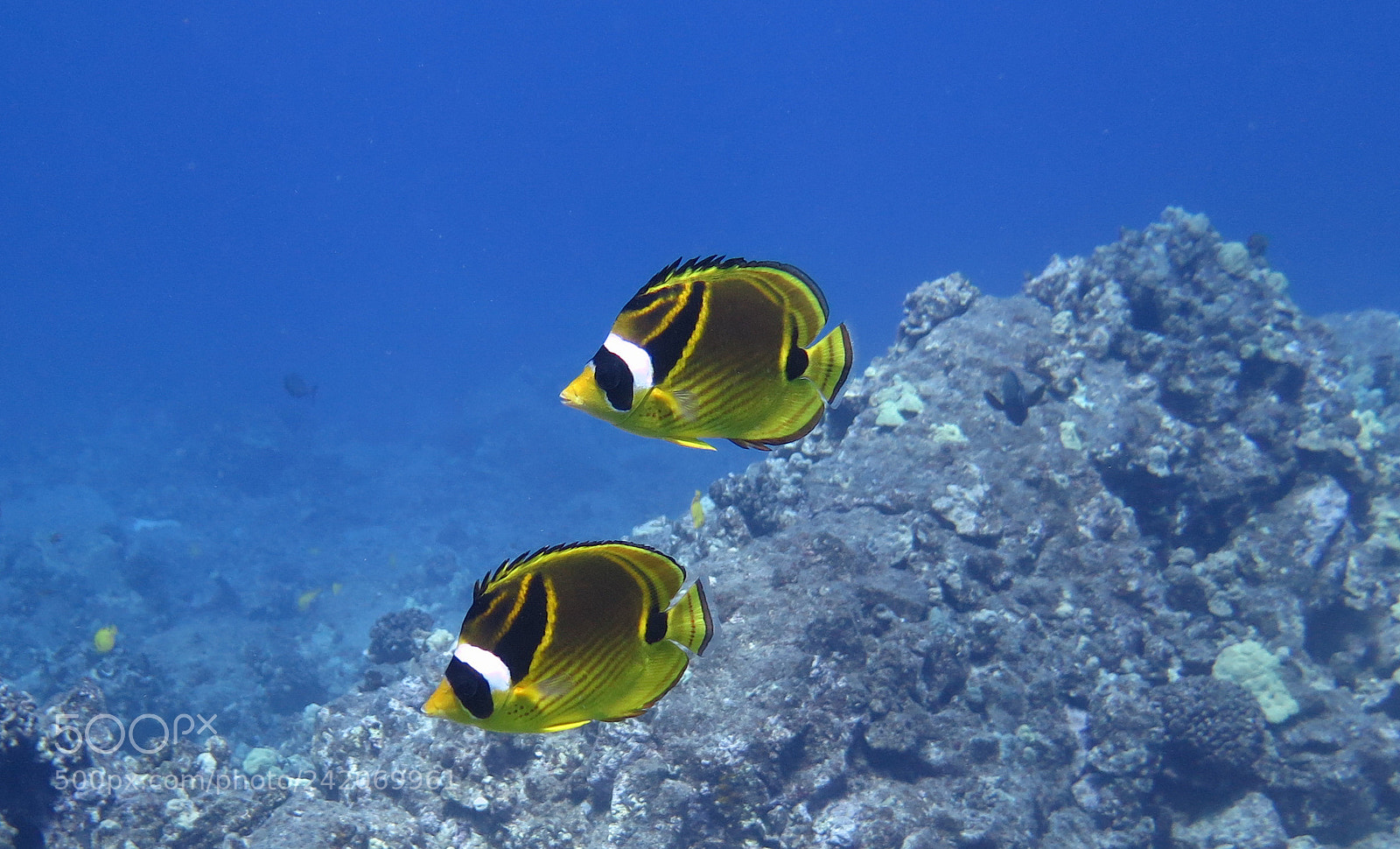 Canon PowerShot G16 sample photo. Raccoon butterflyfish photography