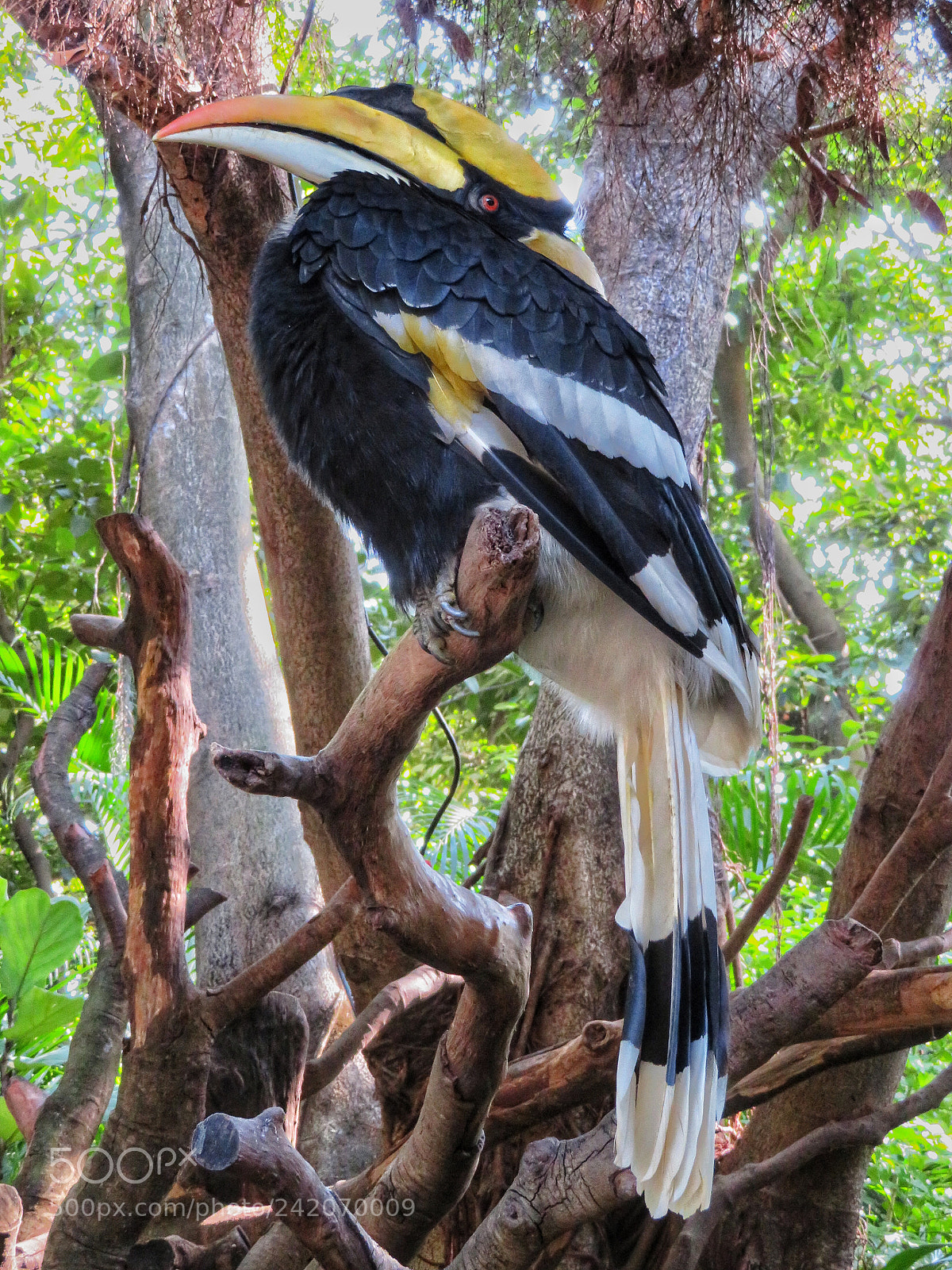Canon PowerShot SX720 HS sample photo. Great hornbill photography