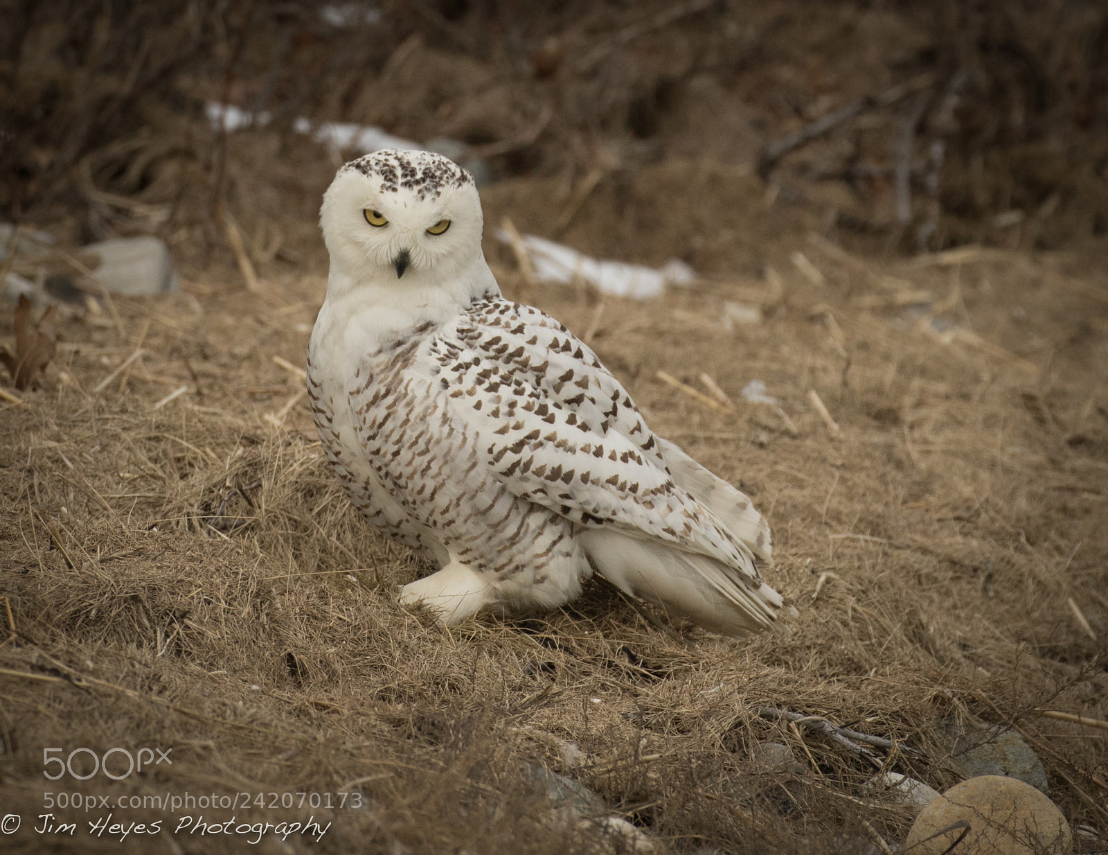 Canon EOS 7D Mark II sample photo. Snowy owl, if you photography