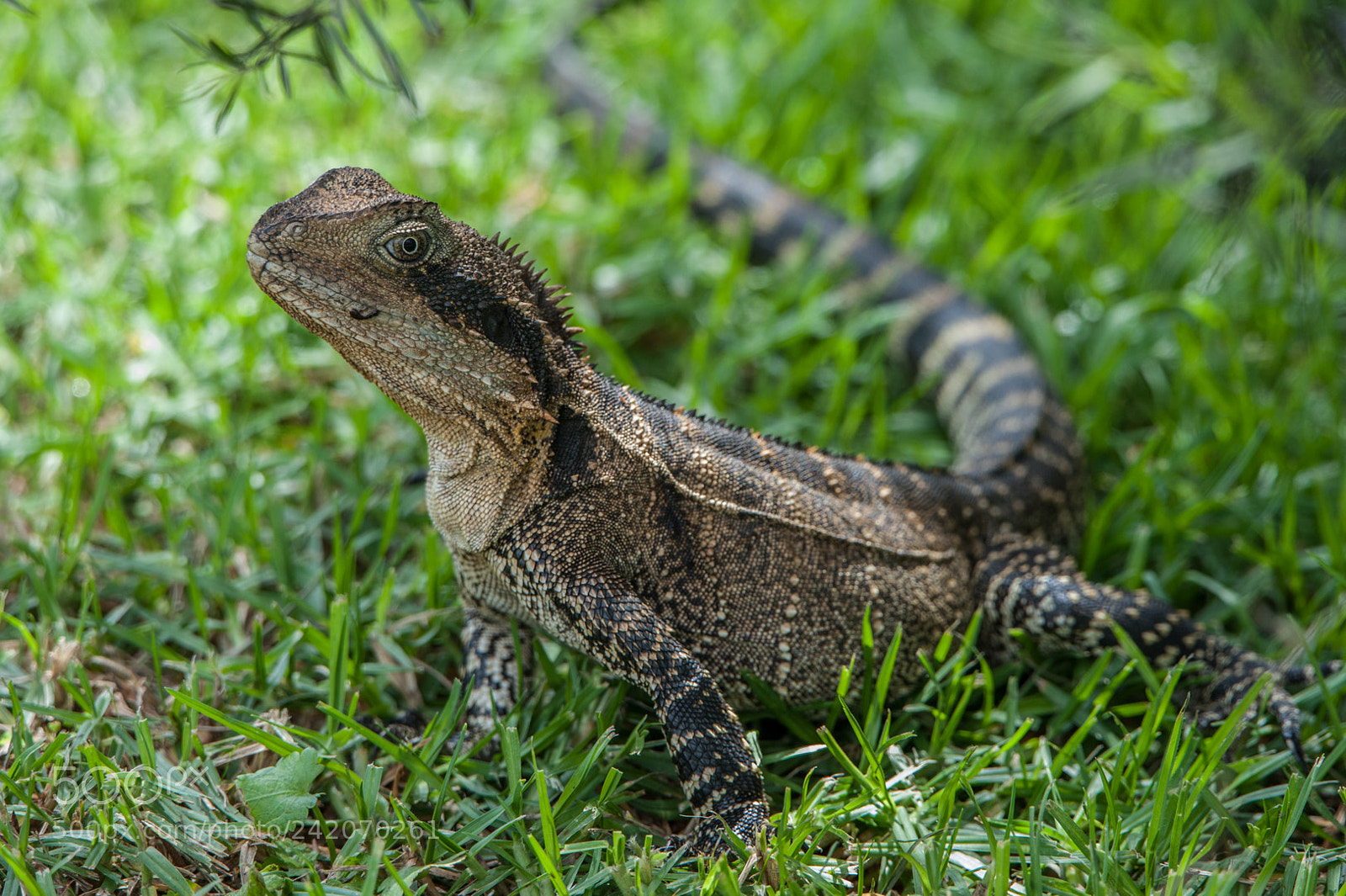 Nikon D700 sample photo. Goanna photography