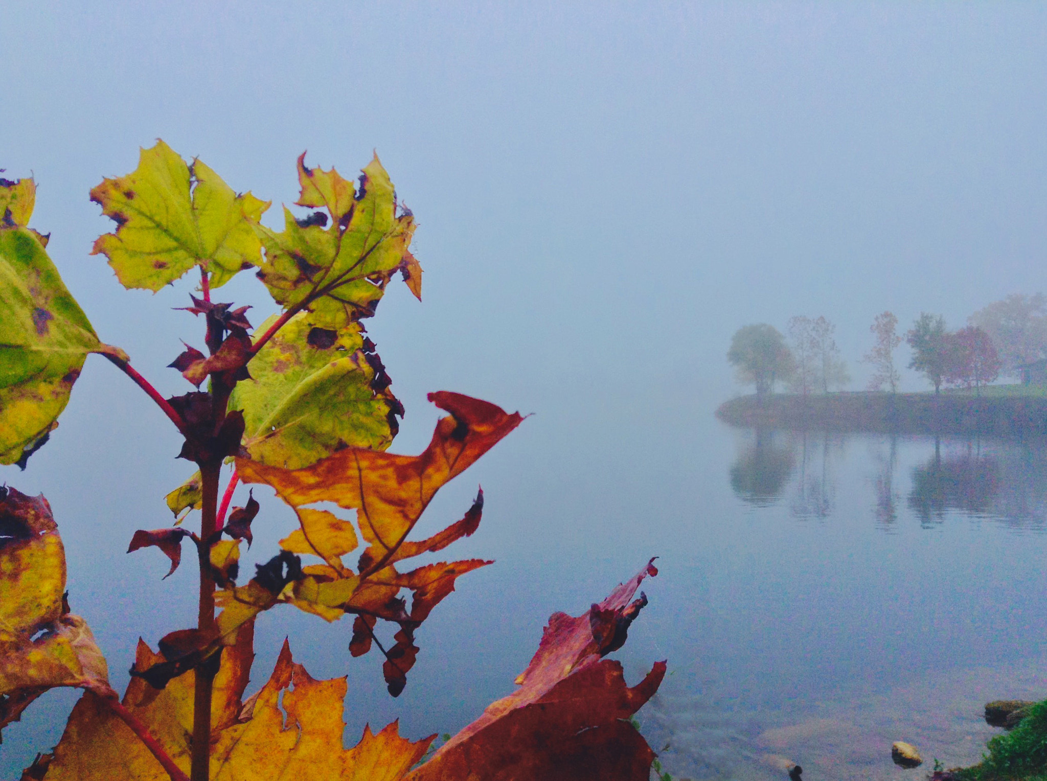 Apple iPad mini sample photo. Fall leaves photography