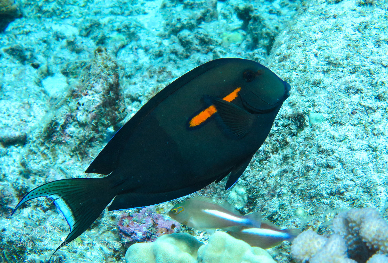 Canon PowerShot G16 sample photo. Orangeband surgeonfish photography