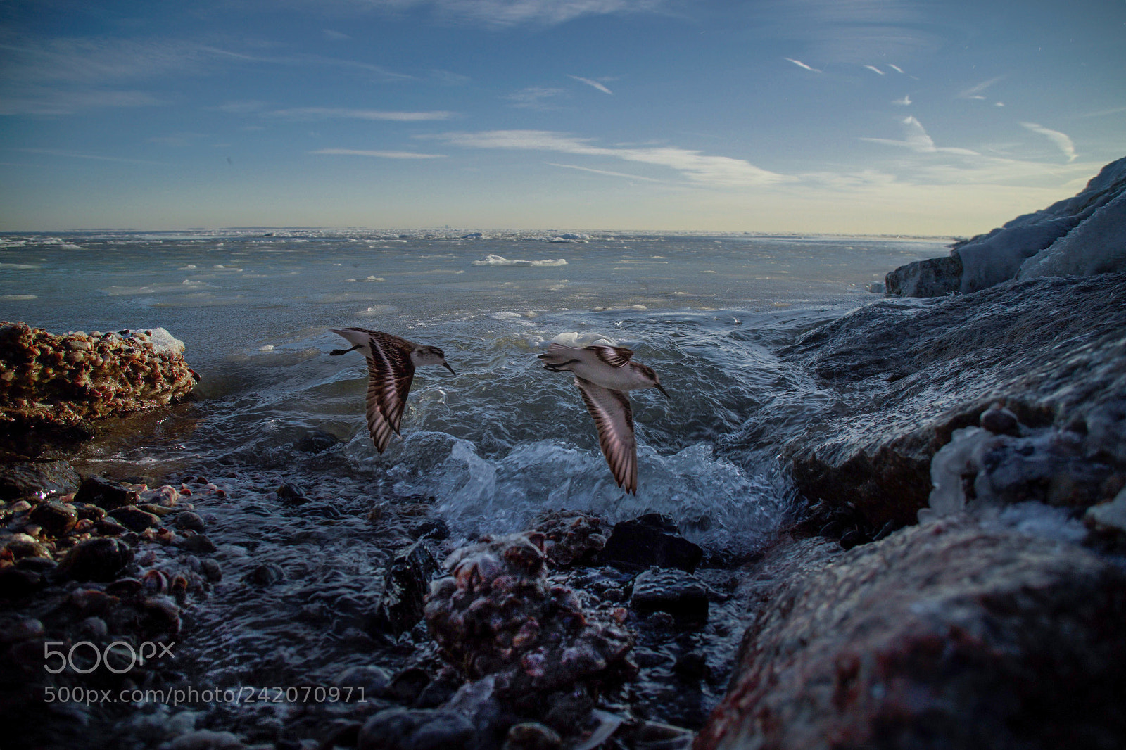 Sony a6300 sample photo. Birds and beaches. meat photography