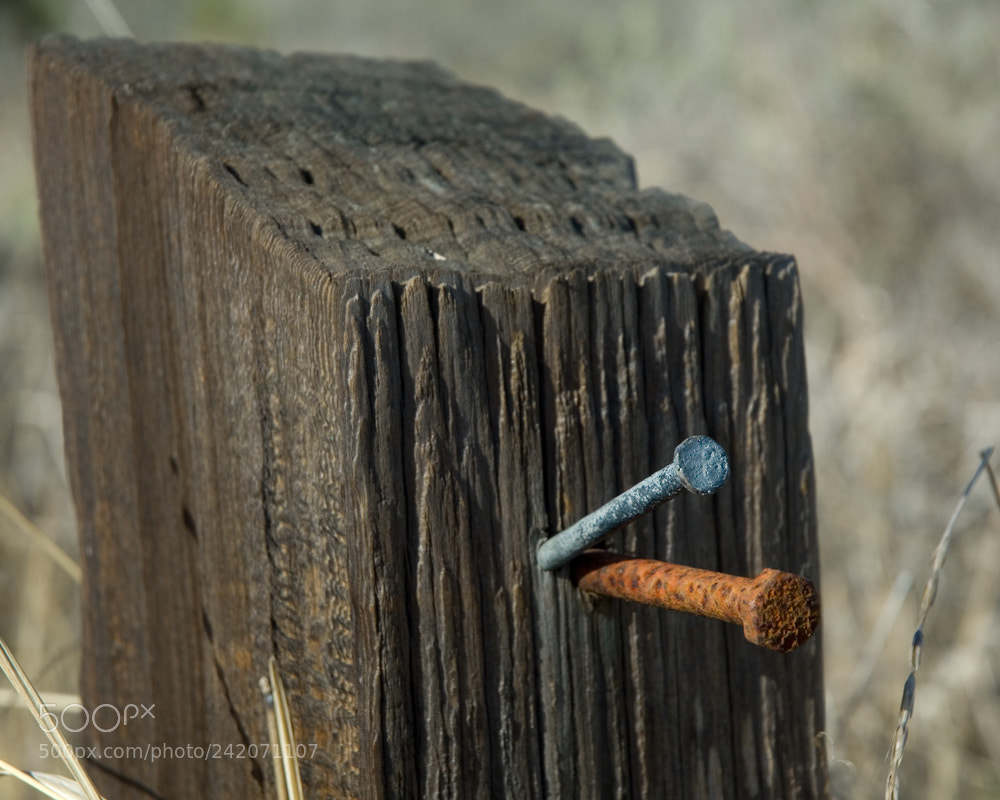 Nikon D200 sample photo. Nails photography