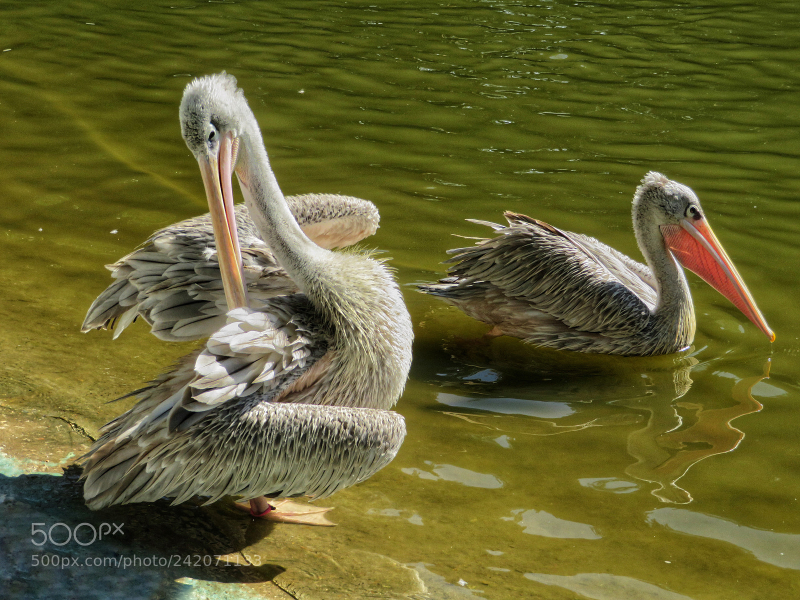 Canon PowerShot SX720 HS sample photo. Pink-backed pelicans photography