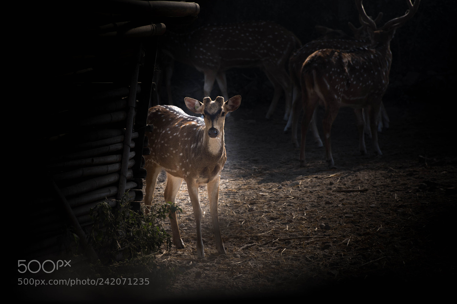 Nikon D7200 sample photo. _deer photography
