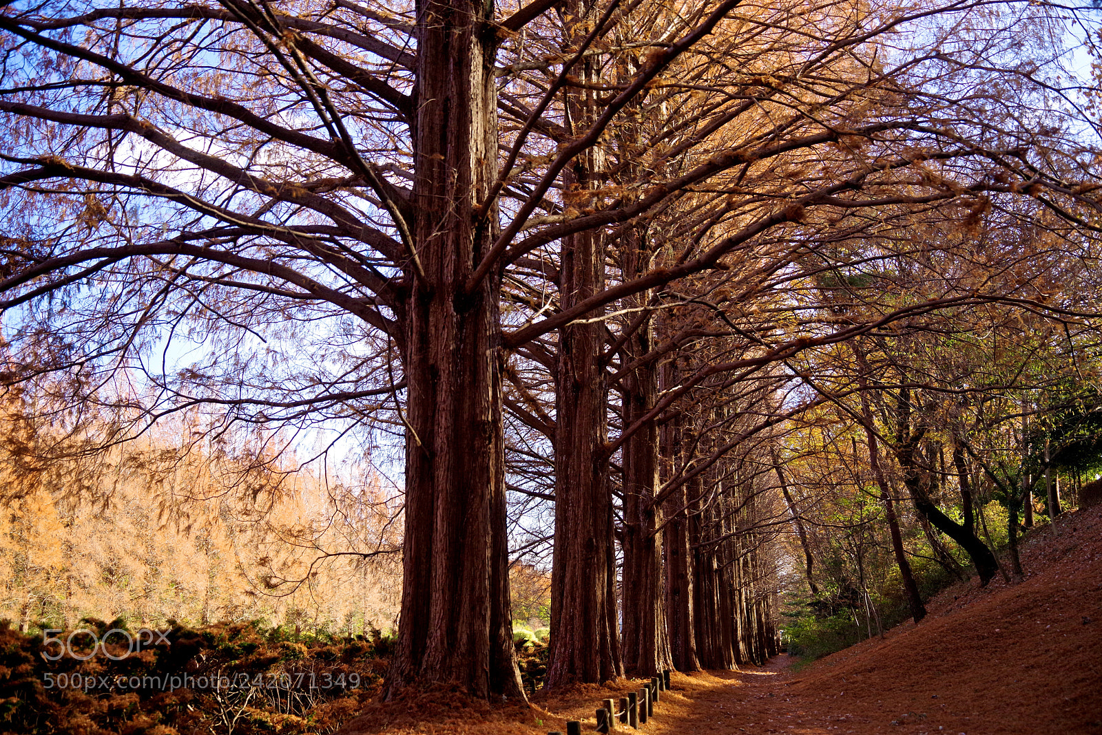 Pentax K-1 sample photo. Metasequoia photography