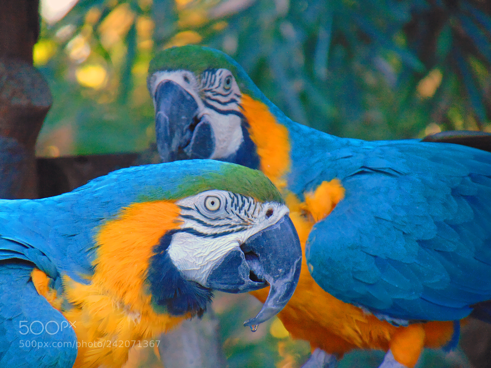 Sony Cyber-shot DSC-H300 sample photo. Macaws photography