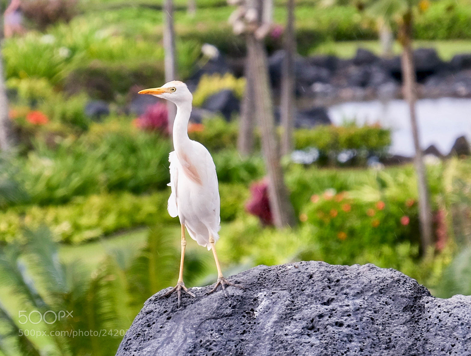 Fujifilm X-T1 sample photo. Cattle egret photography